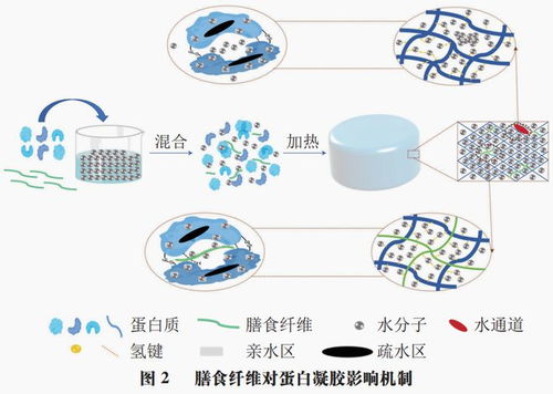 食品科学 哈尔滨商业大学朱秀清教授等 膳食纤维对蛋白凝胶影响的研究进展