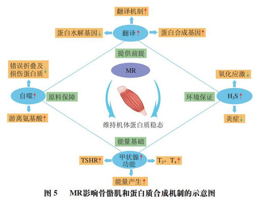 食品科学 河南工业大学杨玉辉教授等 蛋氨酸限制饮食的健康益处及其实现策略研究进展